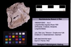 Foto (Objekt + Etiketten) von Longodromites angustus (Reuss 1858) (NHMW-GEO-1990-0041-0045)